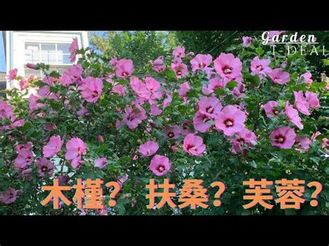 芙蓉樹風水|芙蓉種植風水：如何避免犯太歲？ 風水師揭秘：芙蓉擺放位置有講究